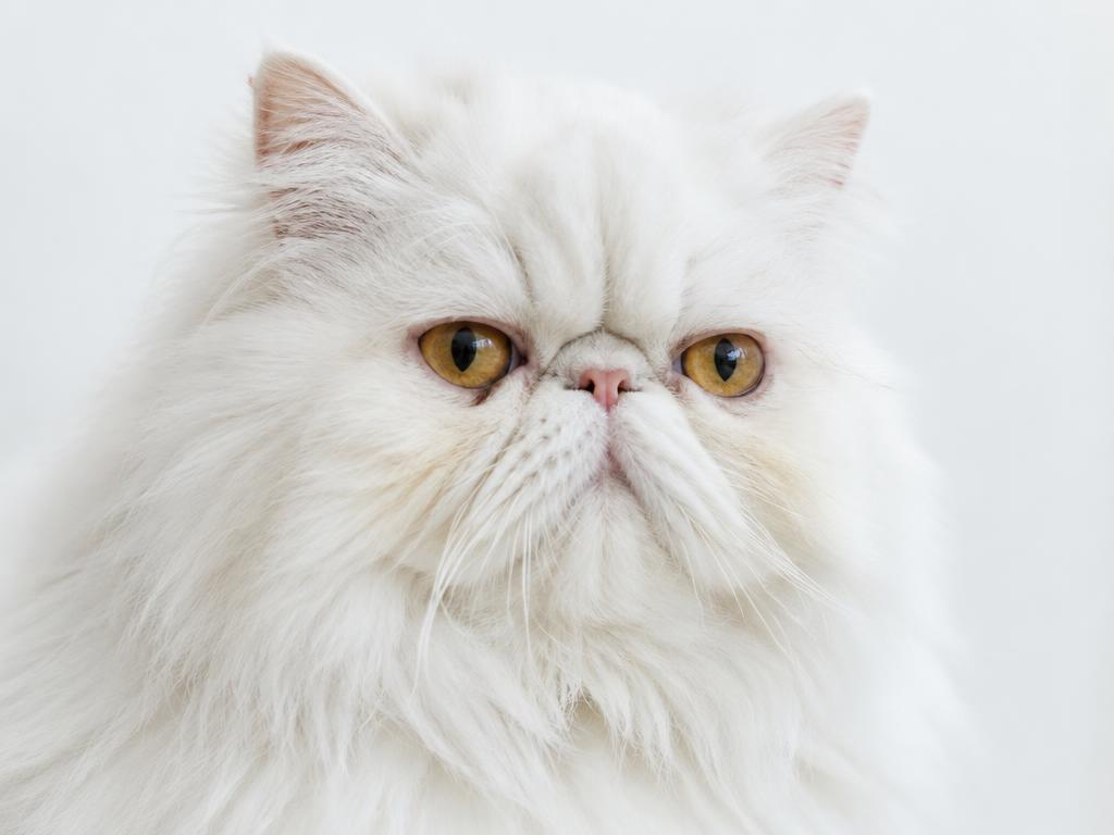 Persian